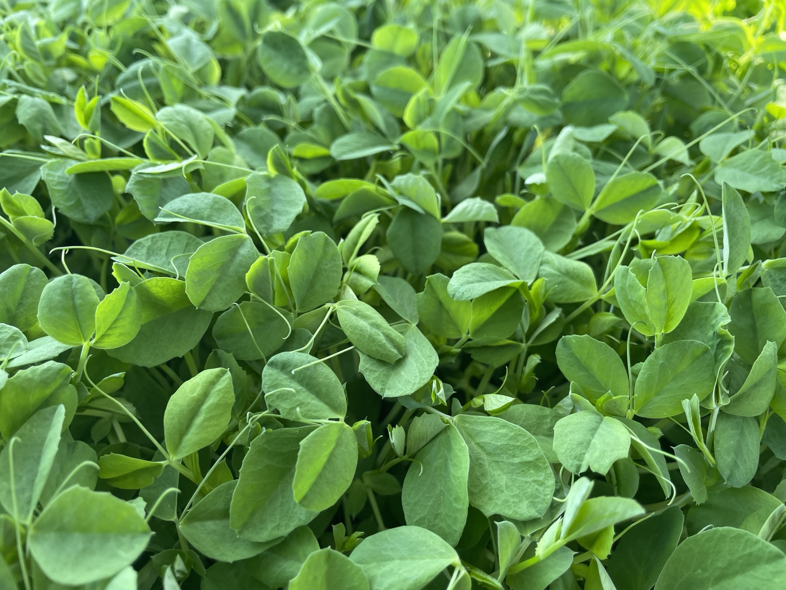 Pea shoots grown by Ozark Mountain Garden