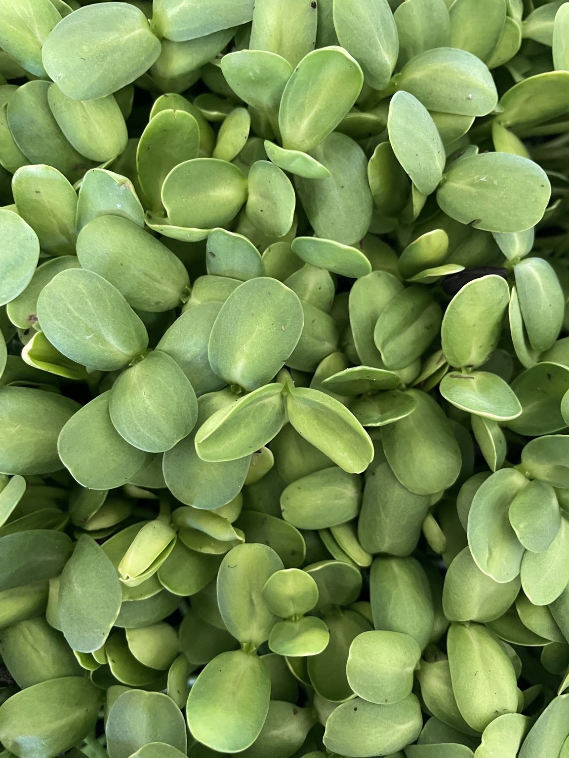 Sunflower microgreens grown by Ozark Mountain Garden