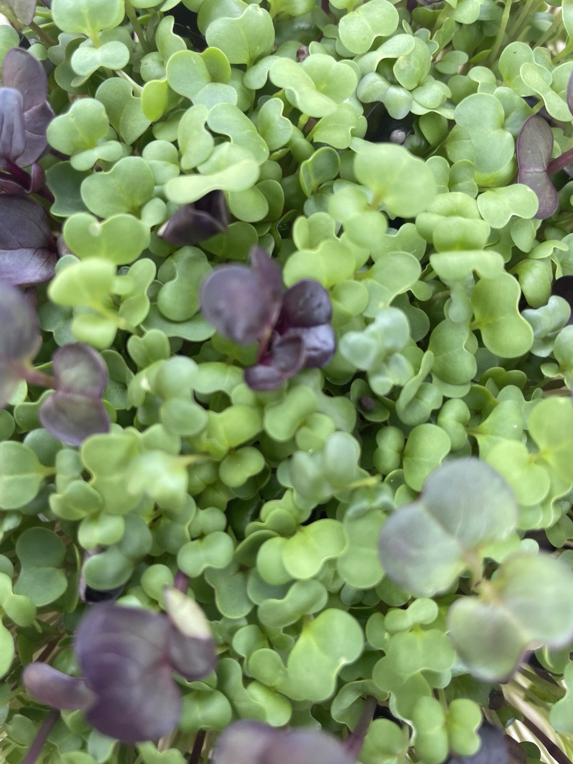 OMG-grown Superfood Mix microgreens